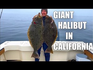 Fishing For MASSIVE Halibut At The Channel Islands In Northern California With Live Squid!