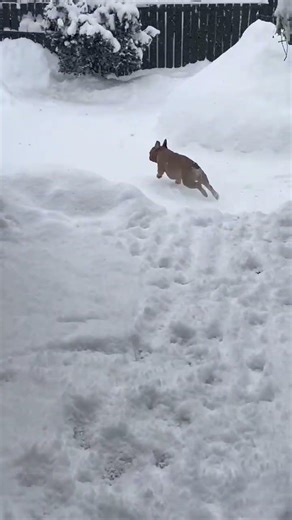 Frenchie's snorting the snow