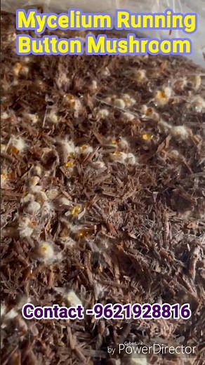 Mycelium Running Button Mushroom Lucknow Uttar Pradesh Bharat