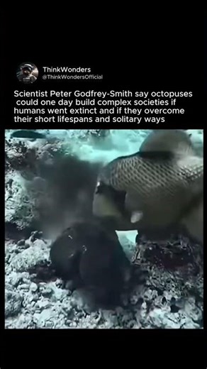 Scientist Predicts Octopuses Could Rule Earth 🌎 #fyp #octopus #viral