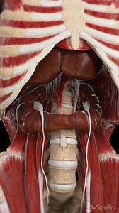 535K views · 1.9K reactions |  Discover Horseshoe Kidney: A...