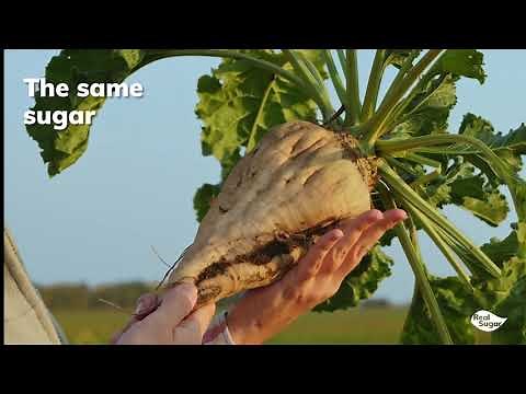 Learn where sugar comes from | Real Sugar