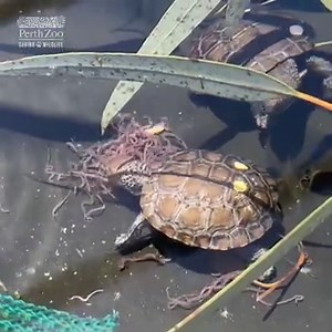 90K views · 2K reactions | When lunch comes out, these two are always...