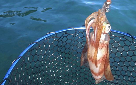 Inshore fishing and targeting squid