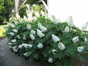 Hydrangea quercifolia - Alchetron, The Free Social Encyclopedia