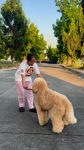 2.2M views · 10K reactions | Here's the proper way to carry big dogs. 癩 #giantpoodle #standardpoodle #poodle #poodlesoftiktok #dogsoftiktok #petsoftiktok #poodlesofinstagram #standardpoodlesofinstagram #dogsofinsta #petstagram #petsofinstagram #poodlesoffacebook #dogsofinstagram #poodlesofficial #GiantPoodlephilippines #petlovers #doglover #dogsPH #Pawsome #doglove #nannylove #pawmily #cutebabies #fypシ | Mylo & Molly | Facebook