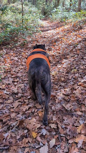 3.6K views · 117 reactions | This is a drill... I use this for when hikers approach to call him back to my side when they are non threatening ( no off leash "Friendly" dogs ). Notice how when he stops he looks for the hikers that are usually there when I use this command. | JonAndre Zajon | Facebook