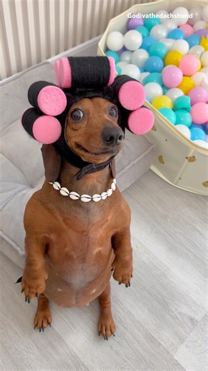 Dachshund have many moods #dog #dogs