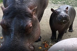 17K views · 1.6K reactions | Halloween wouldn't be complete without watching a few of our hippos smashing pumpkins! Watch Zambezi and Biko chomp down on their gourds, and see little Omo try pumpkin for the first time. Happy Hippoween from all of us on the mountain! (Kasai got a pumpkin, too, but we didn't catch it on camera.) | Cheyenne Mountain Zoo | Facebook
