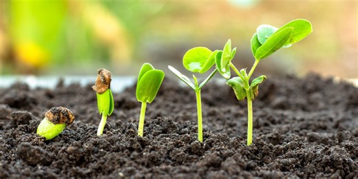 Bioinsumos ganham força como solução sustentável e colocam o Brasil em destaque global