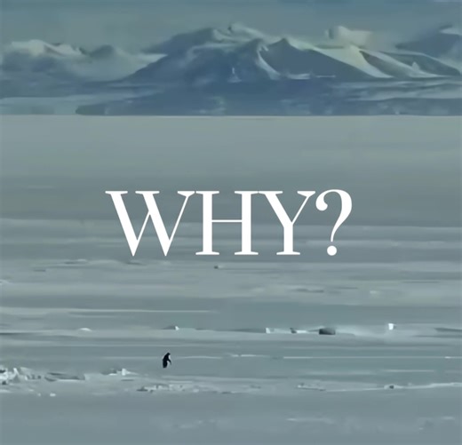 Understanding Penguin Behavior in Nature
