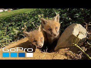 GoPro Awards: Friendly Baby Foxes