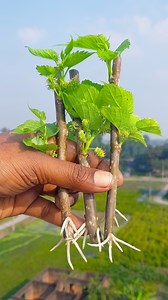 1.3M views · 9.5K reactions | Growing mulberry plant at home | Tips & tricks in this video #reelsviralシfb #tricks #fblifestyle #Amazing #highlights #rels #highlight #shortsvideos #reels #shorts #fblifestyel #highlightseveryone | Rana Craft | Facebook