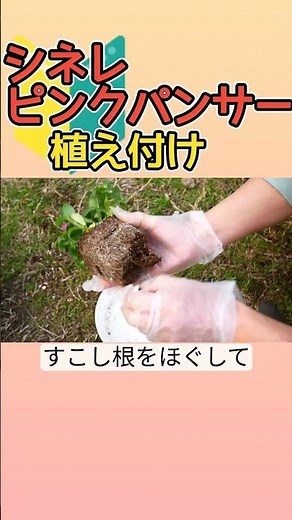 シネレピンクパンサーの植え付け方#shorts