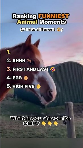 Ranking FUNNIEST Animal Moments 😂🐶🐱