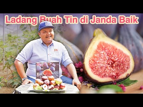 Buah Tin Sesuai Ditanam Di Malaysia Sepanjang Tahun | Fig Farm, Janda Baik