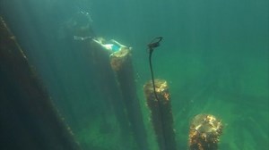 ELECTRO MAGNETIC SHARK CURTAIN The world's first electro magnetic shark deterrent has officially been installed at Busselton jetty. It's being called 'the shark curtain' and an electric pulse keeps sharks away, while visitors explore the waters under the jetty. | 7NEWS Regional WA