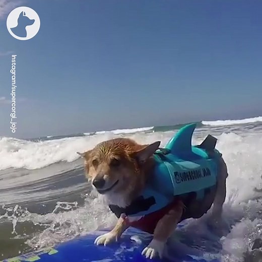 Adventure Corgi loves to surf🏄‍♀️ | Go Fetch