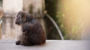 2.7K views · 48 reactions | Xing Xing (meaning "star" in Chinese), a...