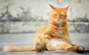 Fleas & Your Pet: The Itchy Truth Every Pet Owner Needs to Know - Your Vet Wants You to Know