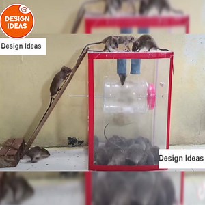 How to make a mouse trap - Homemade..!! | Design Ideas