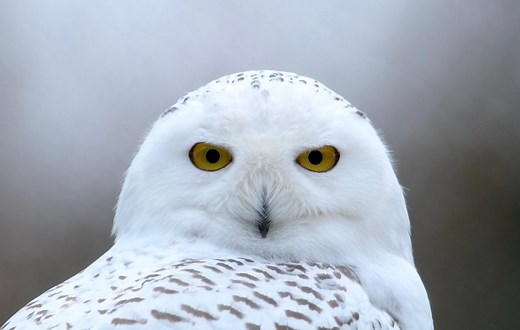 Head spinner: mind-blowing video shows snowy owl twisting its head almost full circle | Discover Wildlife