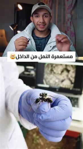 ‏مستعمرة النمل من الداخل #السعودية🇸🇦 #اكسبلور #مهند_victor #الرياض