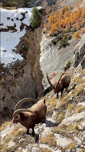 Himalayan Ibex | Real Mountain Adventure #HimalayanIbex #IbexHunt #MountainAdventure