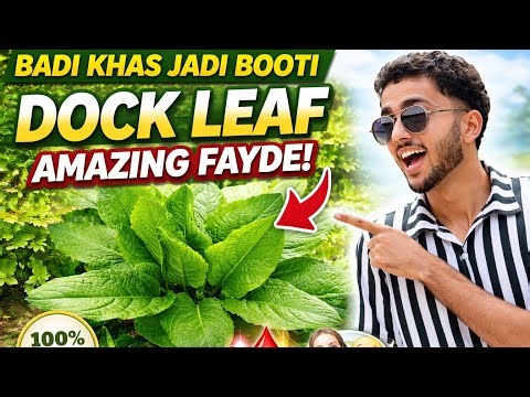 Dock leaf/root full information in hindi. Dock leaf/root kya hai Aur isska fayda kya hai.