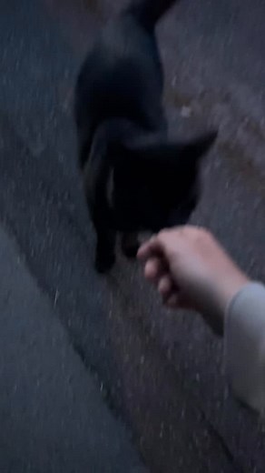 🇩🇰 Sylvester & sort kat 🖤 man siger hvis en sort kat går over vejen betyder det uheld på mennesker ❓ 2025 det må være folketælling eller en myte om en sort kat bringer uheld | Sylvester Kappel