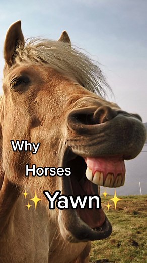 Understanding Horse Neighing: Surprising Reasons Behind It