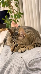 【大好き】ママのお膝【2歳キジトラ猫まろん】