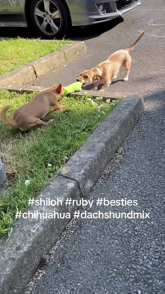 Adorable Dachshund-Chihuahua Mix Besties