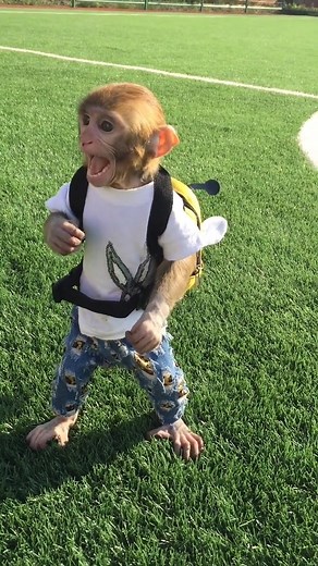 Monkey | Team Monkey