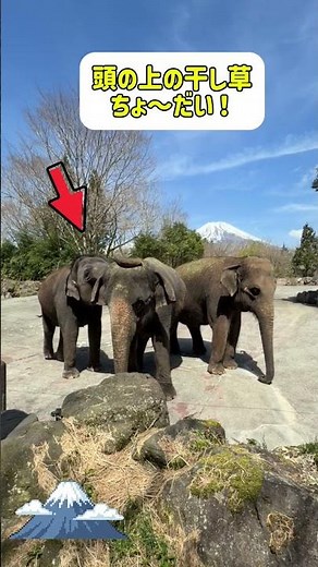富士山麓で過ごすアジアゾウたち🐘 #富士サファリパーク #fujisafaripark #富士山 #fujisan
