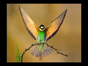 WIGAN PIER - My Direction