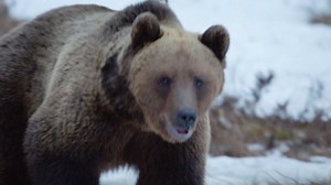 11M views · 68K reactions | Después de 4 meses de temperaturas heladas por el invierno, el oso pardo está listo para salir de su cueva en busca de algo para comer. Pero al encontrarla, deberá tener cuidado de otros osos hambrientos 旅 #SupervivenciaSalvaje | Discovery Latinoamérica | Facebook