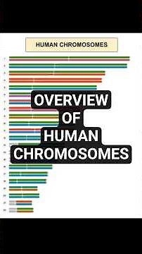 Overview of Human Chromosomes