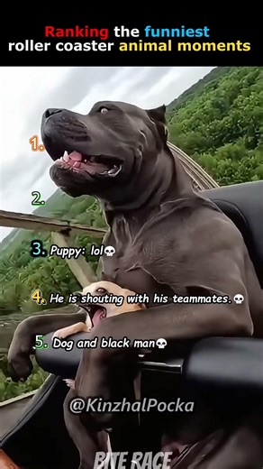 Ranking the funniest roller coaster animal moment #funny #ranking #memes