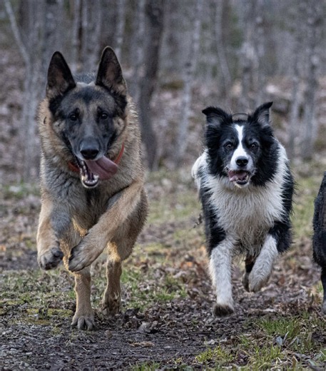 Fun Hike with Dogs and Friends!