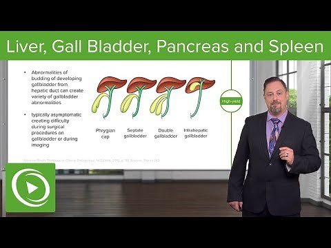 What Happens During Foregut Development? Discover the Process! 🌟