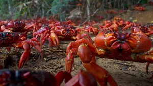 Alle Folgen "Eine Erde - viele Welten" nur noch 4 Tage in der Mediathek! Jetzt ranhalten und verpasste Folgen gucken! https://www.zdf.de/dokumentation/terra-x/archiv-ganze-sendungen-100.html | Terra X