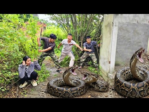 The brave hunter faced two giant pythons.