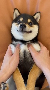 21K views · 848 reactions | Satisfying shiba spa asmr video for you   <3 #satisfying #asmrsounds | Amazing Makeup | Facebook