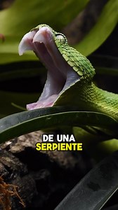 6.2M views · 133K reactions | Animales asombrosos, Animales salvajes. 殺 | Frases. | Facebook