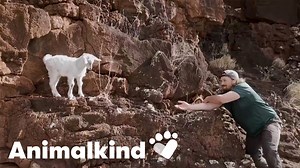 Stranded baby goat plucked from danger on a rocky cliff