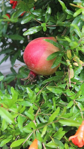 1.2K views · 19 reactions |  Step into the World of Greenhouses! ...