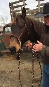 171K views · 1.4K reactions | The hackamore is a signal device, not a leverage device. Listen to Martin Black explain in this short video. | Martin Black | Facebook