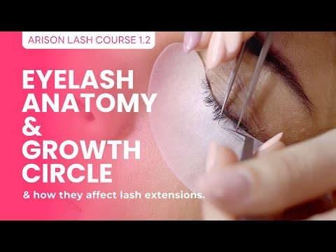 Understand Lash Anatomy & Growth for Better Retention | ARISON LASH COURSE 1.2