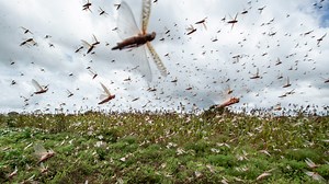 How this big locust plague will end